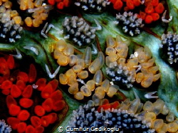 Marthasterias glacialis
It's like a well design garden. by Cumhur Gedikoglu 